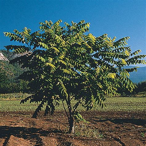 Butternut Tree | Gurney's Seed & Nursery Co.