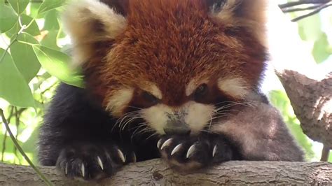 You can see the claws of red panda - YouTube