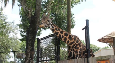 Central Florida Zoo reopens after Hurricane Ian closure, damages ...