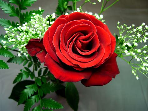 Valentine's Day flowers with a modern touch - Flower Press