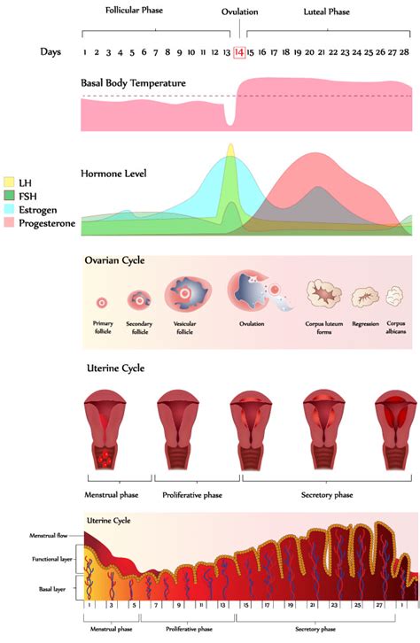 The Menstrual Cycle | Understanding Conception & Ovulation