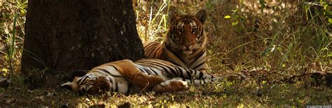 TERAI TIGER PROJECT | Wildlife Trust of India