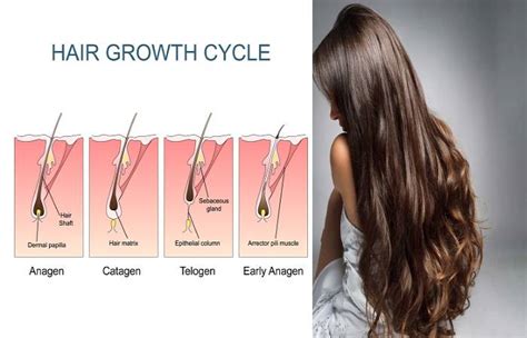 What is Hair Growth? - Definition, Cycle, and 13 Tips to Grow Faster