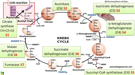 43 Krebs Cycle Simple Diagram - Diagram Resource