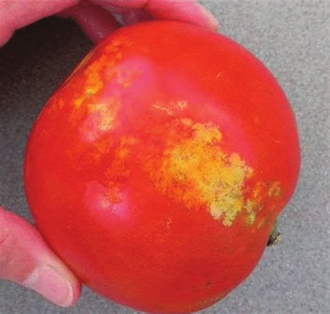 Damage on tomato resulting from brown marmorated stink bug feeding ...