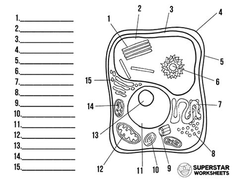 Plant Cell Worksheets - Superstar Worksheets