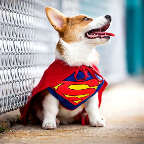 Dog Superhero Costumes: Halloween Costumes for Canine Crimefighters