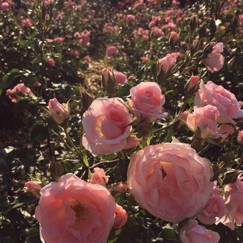 rose fields forever 💘 | Flower aesthetic, Pretty flowers, Beautiful flowers