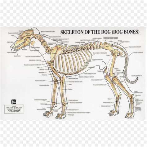 Dog Skeleton Diagram Blank