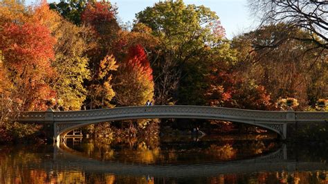 Fall foliage 2023: Central Park trees reach peak colors – NBC New York