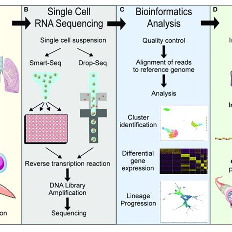 | Overview of general single cell RNA sequencing pipelines. (A) Tissue ...