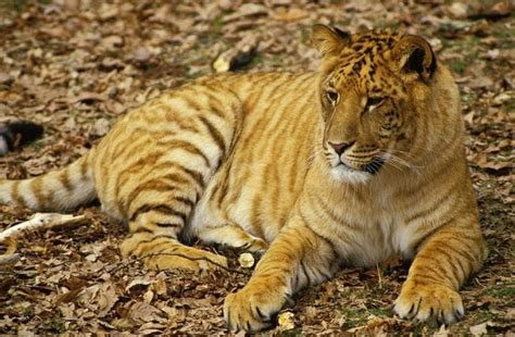 Tigon Facts: 11 Things You Didn't Know About These Tiger-Lions