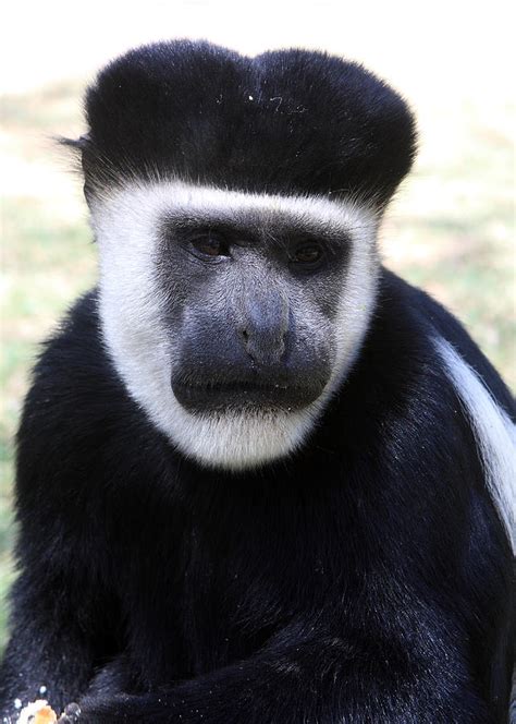 Black And White Colobus Monkey Photograph by Aidan Moran - Fine Art America