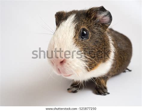 Cavy Guinea Pig Animal Pet Mammal Stock Photo 521877250 | Shutterstock