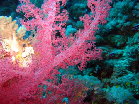 Amazing sea life | Coral reef color, Soft corals, Sea colour