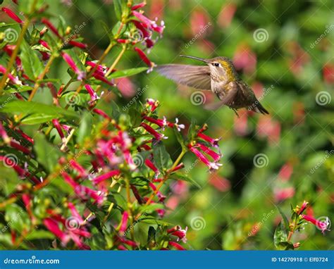 Flying Hummingbird stock photo. Image of outdoor, ornithology - 14270918