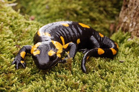 Salamandras en peligro por el cambio climático - Fundación Aquae