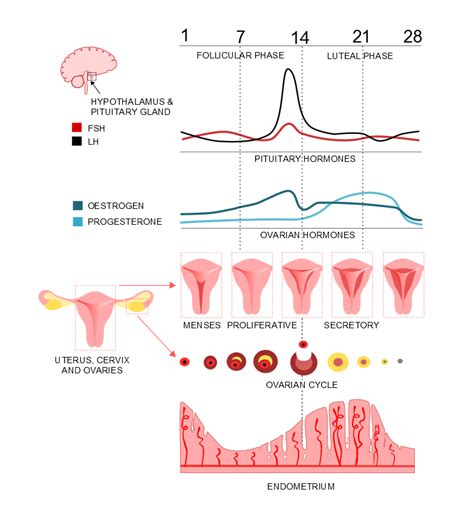 Human Physiology Menstrual Cycle Ovarian Cycle Youtube