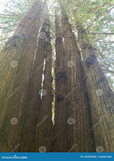 Trees of Mystery California Stock Photo - Image of california, trees ...