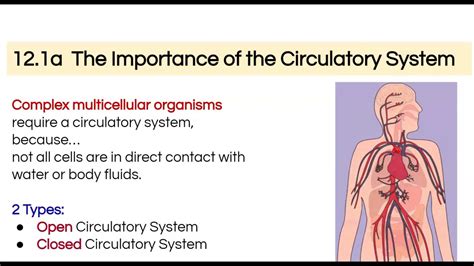 Open vs Closed Circulatory (Simple) - YouTube