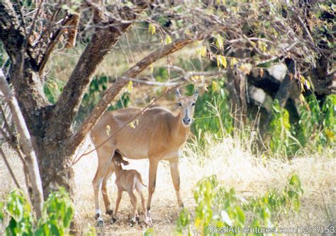 Sariska National Park, Alwar, India Wildlife & Safari Tours ...