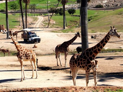 6 San Diego Zoo Safari Park Tips That Will Make Your Visit Even Better