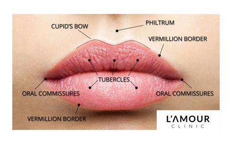 A Guide To Lip Anatomy - L'Amour Clinic