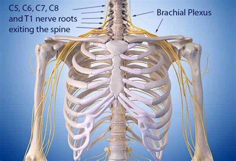 Brachial Plexus Injury | Johns Hopkins Medicine