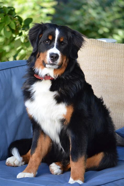 Bernese Mountain Dog Info, Temperament, Puppies, Training, Pictures