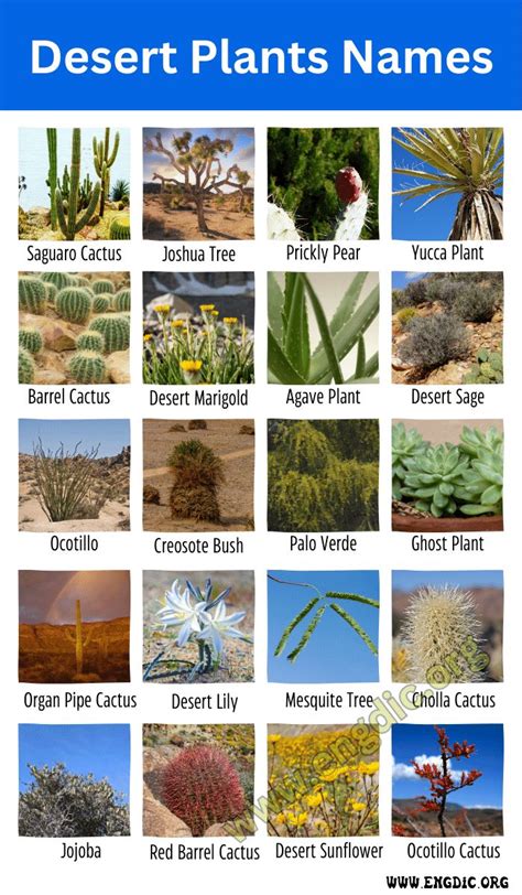 Top 10 Desert Plants Names & Pictures