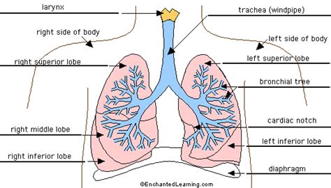 Lung Anatomy - Enchanted Learning