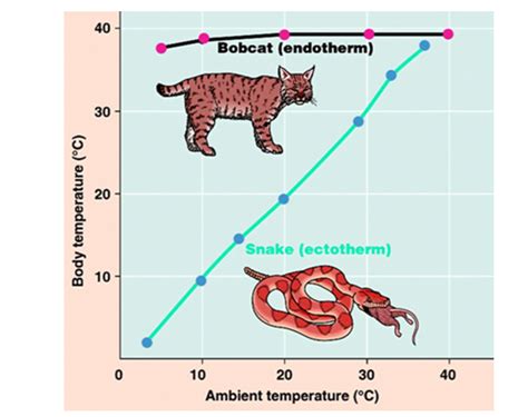 Ectothermic Animals Examples