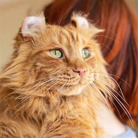 American Curl breed description, characteristics, appearance, history ...