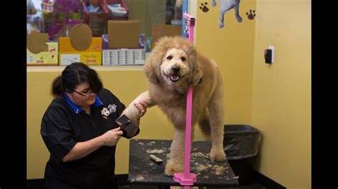 Lion Haircut For Dogs - which haircut suits my face