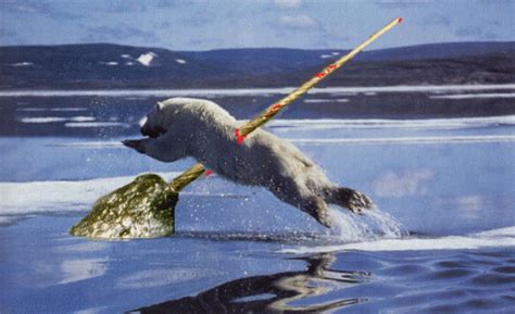 A Narwhal showing a polar bear the definition of brutal narwhalian ...