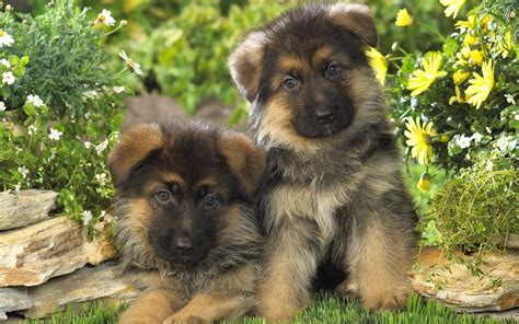 Baby German Shepherd Wallpapers - Top Free Baby German Shepherd ...