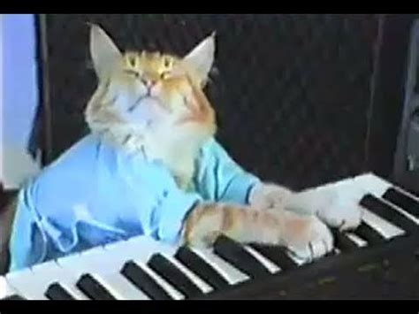 cat playing piano meme - Court Blogged Image Library