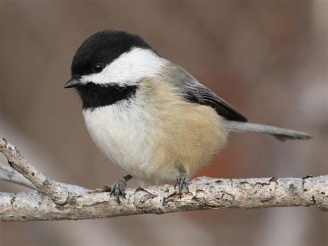 Black-capped Chickadee - NestWatch