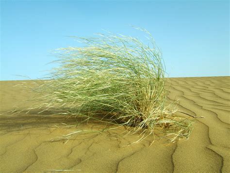 Asisbiz India Rajasthan Jaisalmer desert grass 01