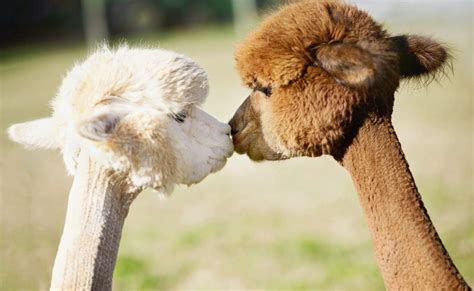 40 Adorable Alpaca Photos to Make You Smile | Reader's Digest