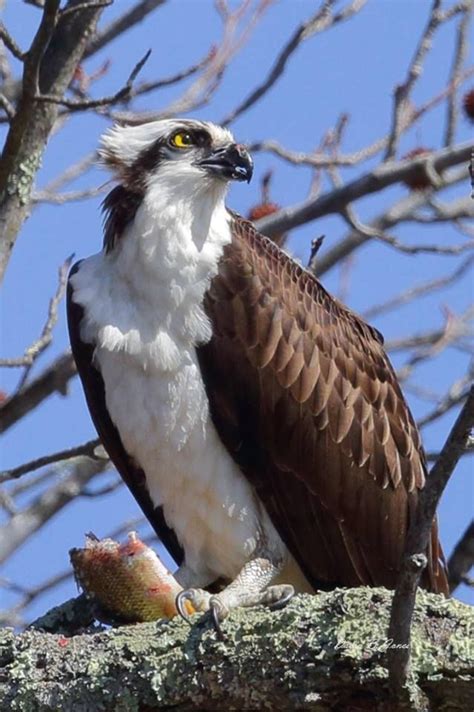 Pin by Hoffa2017 on Osprey bird | Bird photography, Osprey bird, Bald eagle