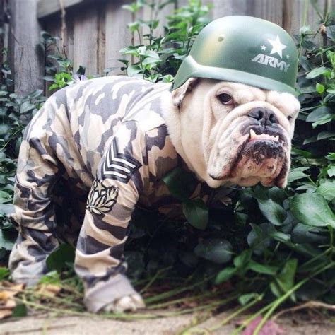 10 Costumes That Prove English Bulldogs Always Win At Halloween