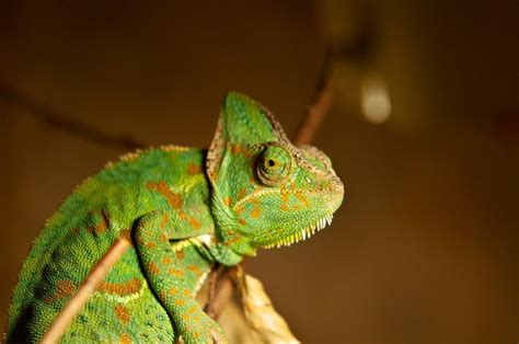 Chameleon Species Found in the World