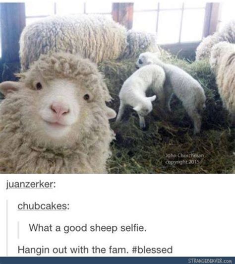 25+ bästa Funny sheep idéerna på Pinterest | Får, Djur på bondgård och ...