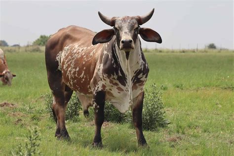 Nguni Cattle - A-Z Animals