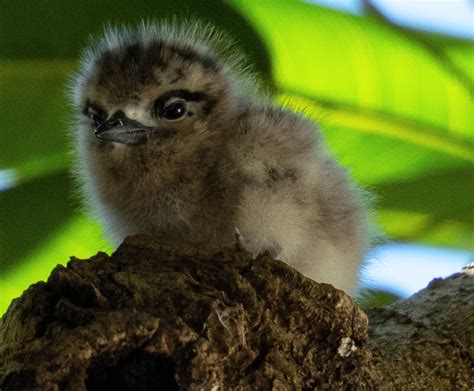 Fairy tern chick : r/birding