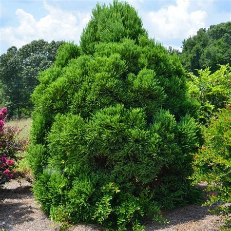 Chapel View Cryptomeria | PlantAddicts.com