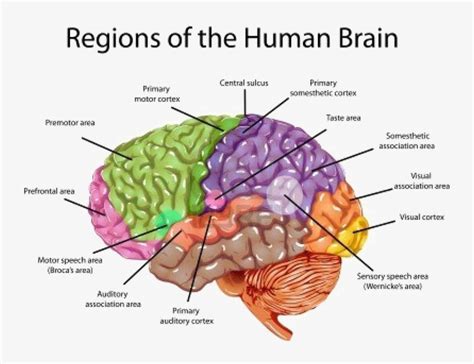 Brain Anatomy Labeled - Anatomy Reading Source