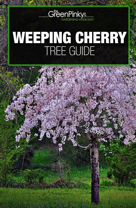 Weeping Cherry Tree: Everything You Need to Know