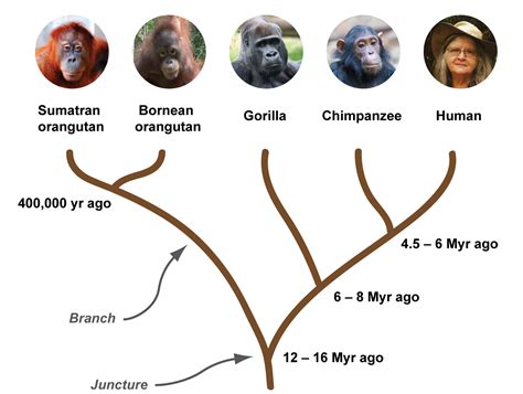 The great ape phylogenetic tree.